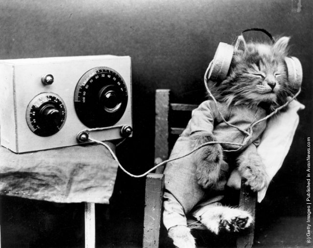 cat wearing headphones to listen to a radio. (Photo by Monty Fresco ...