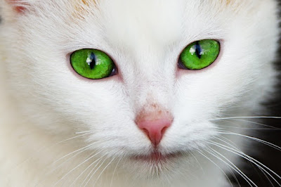 alt="gato blanco con ojos limpios y ausencia de oxidación en el pelaje"