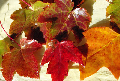 gathered fallen leaves for wax preserving