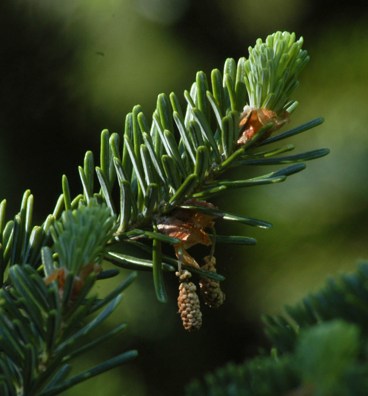A Year With the Trees Fraser Fir Albies fraseri