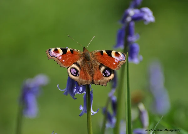 A peacock butterfly settled on a bluebell. Photo copyright Janet Packham (All Rights Reserved)