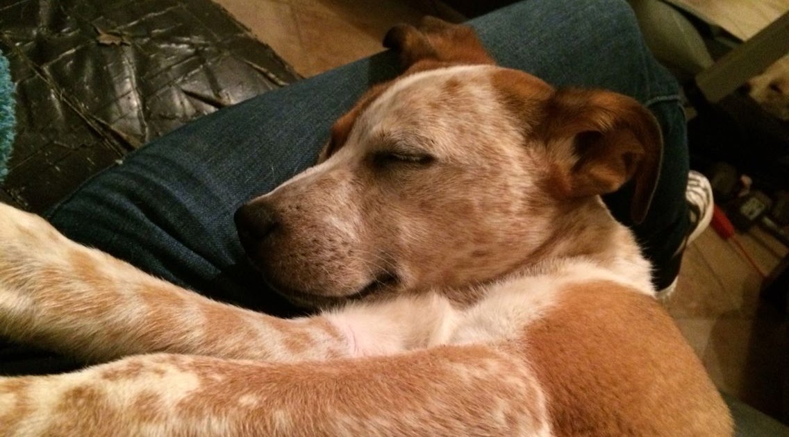 Red heeler jack russell mix Temperament, Size, Adoption, Lifespan, Price