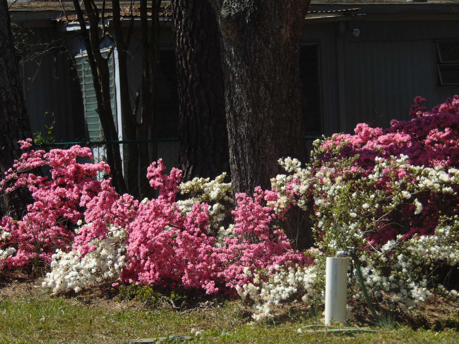 Southern Fried Common Sense & Stuff Beautiful Spring Flowers In