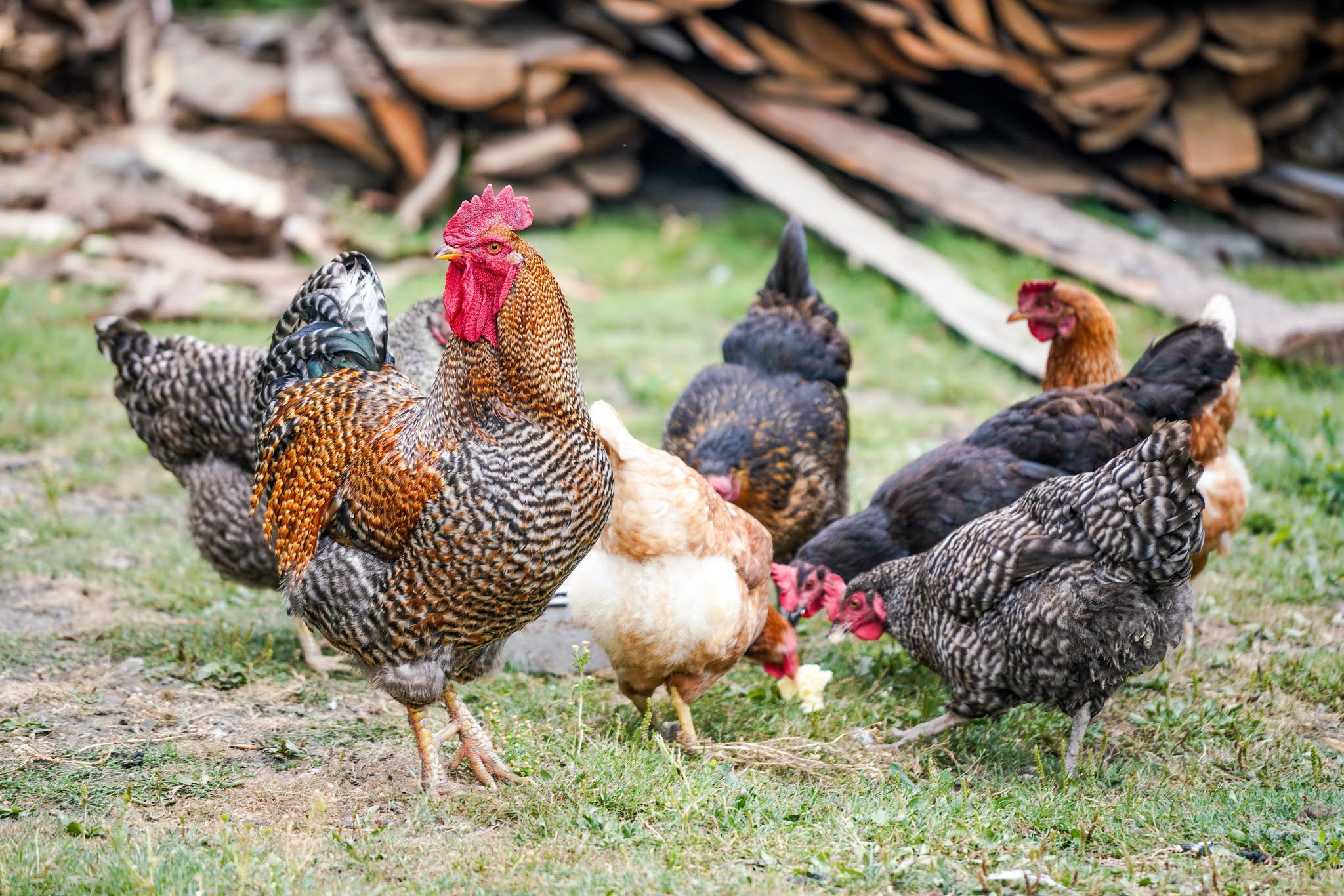 Quail vs. Chickens: Which is Better? (with Video) - Proverbs 31 Homestead