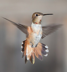 migrating facts hummingbird attracts birds hummingbirds amazing journeys km hour miles such tiny even better than lists plant