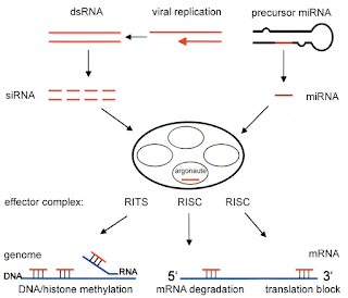 RNAi'nin işleme mekanizması ve de diğer epigenetik mekanizmalarla etkileşimi
