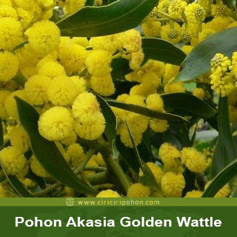 ciri ciri pohon akasia golden wattle