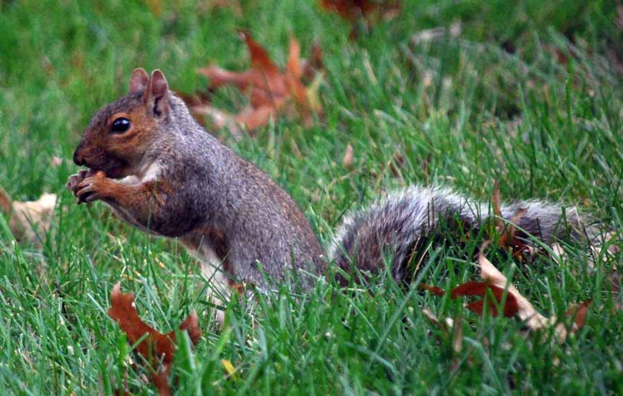 Lew's Other Pics Our World Yard critters