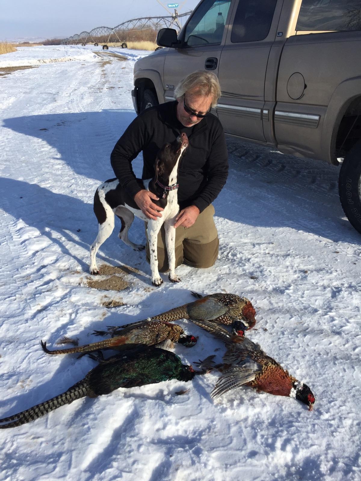 Gunsight Kennels Look at those pheasants!