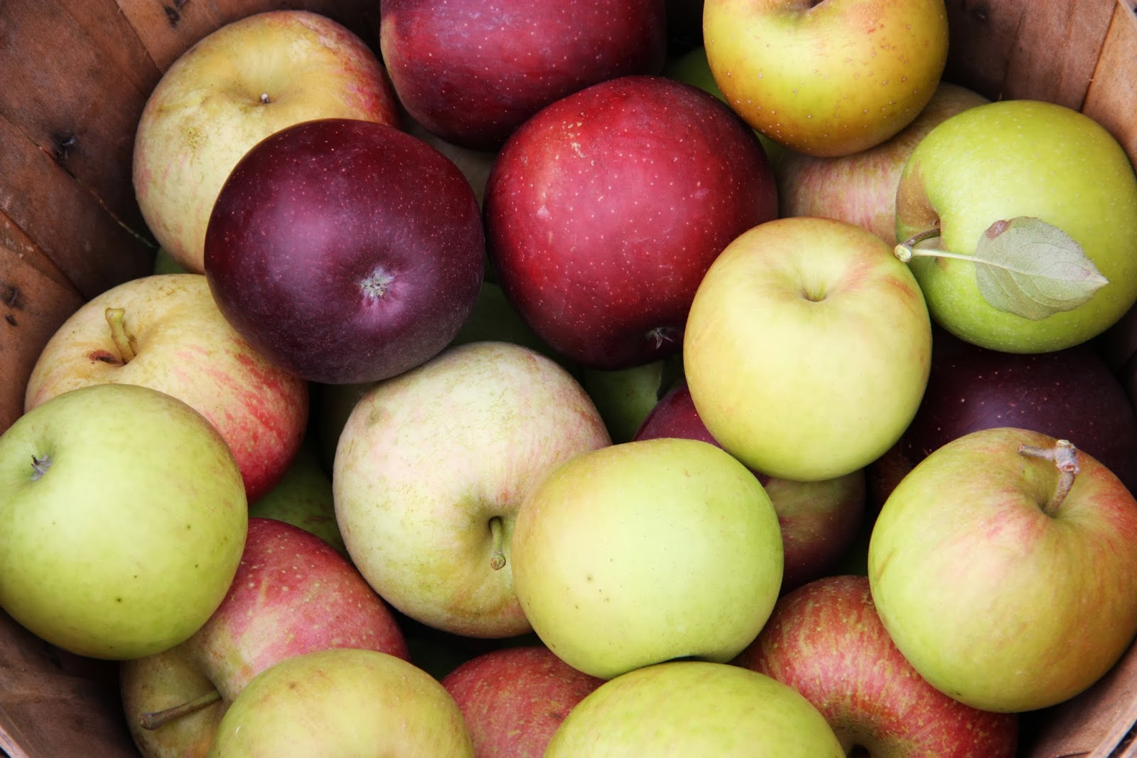 A is for Adventure: Apple Picking in the Blue Ridge Mountains