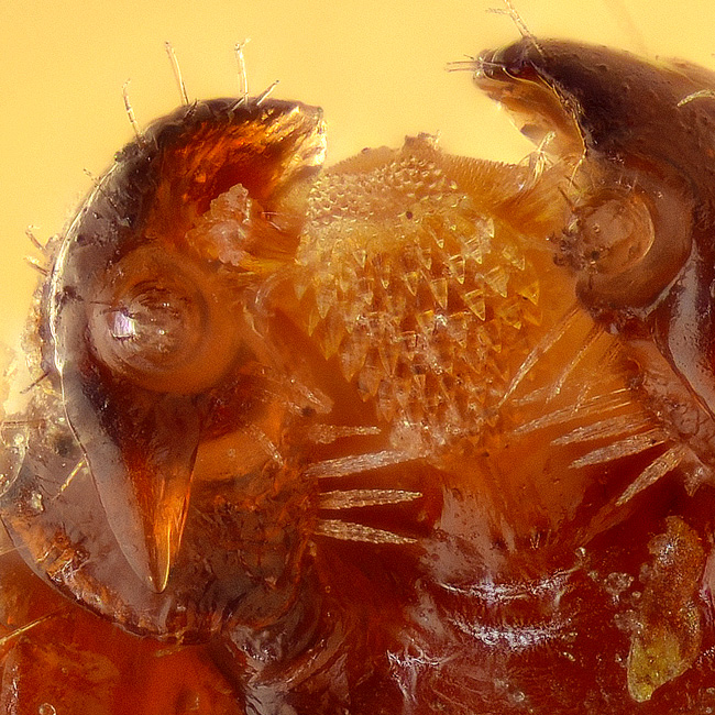 ムシをデザインしたのはダレ？ ザ！世界仰天ニュース