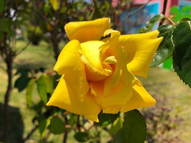 Rosas Amarelas - Yellow roses