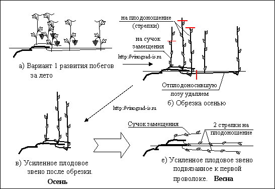 Обогреваемые пленочные теплицы для винограда - nordvitis.ru