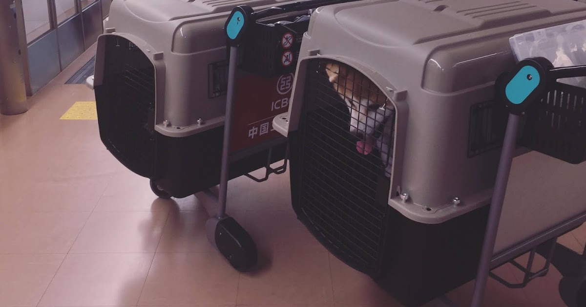 Import/Export ~ Japan Dog Export