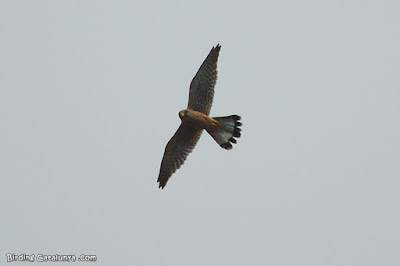 Xoriguer comú (Falco tinnunculus)