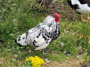 Things to do near Athlone: Rooster in Lanesborough