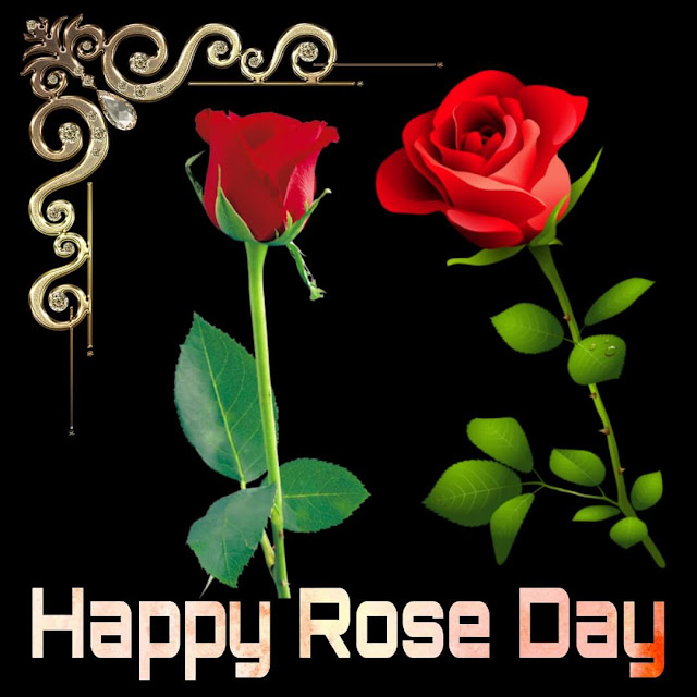 Happy Rose Day Images for Whatsapp