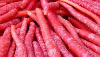 गाजर की उन्नत किस्मों Varieties of carrots की खेती करे किसान, उत्पादन के साथ साथ ज्यादा मुनाफा भी।