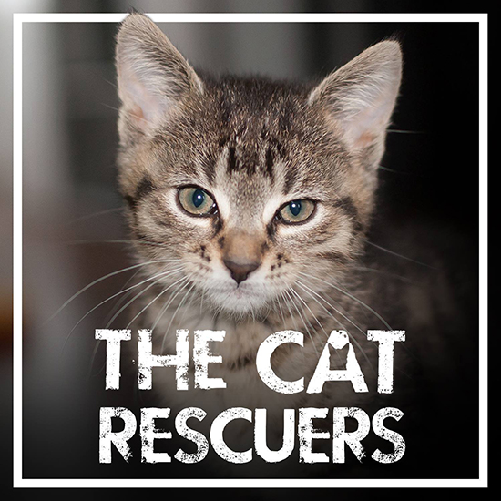 Melissa S Mochas Mysteries And Meows The Cat Rescuers