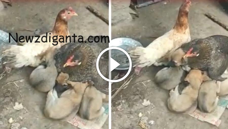 “தாயை இழந்த நாய் குட்டிகளுக்கு தாயாக மாறிய கோழி !! “தாயை இழந்த நாய் குட்டிகளுக்கு தாயாக மாறிய கோழி !!