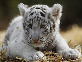 All About Beautiful Bali: Bali - the white tiger