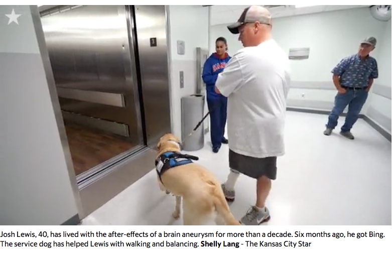 Combat PTSD News Wounded Times Is that service dog a fake?