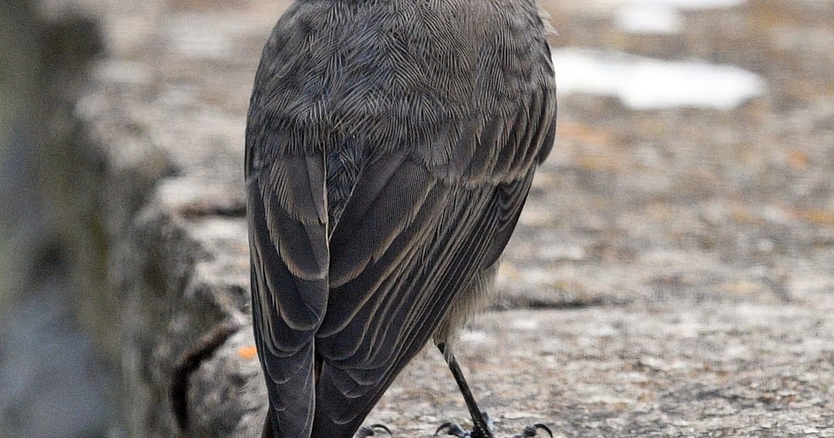 Portland Bird Observatory and Field Centre 4th July