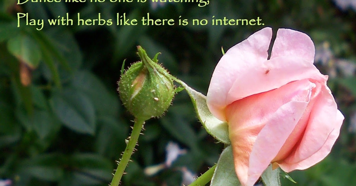 The Essential Herbal Blog Herbalism and YOU