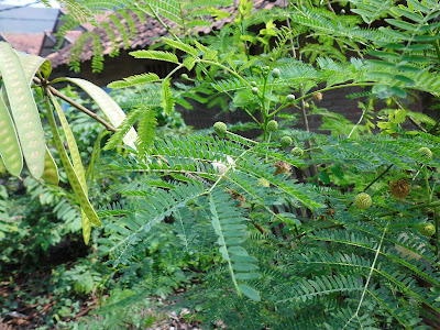 Lamtoro (Leucaena leucocephala)