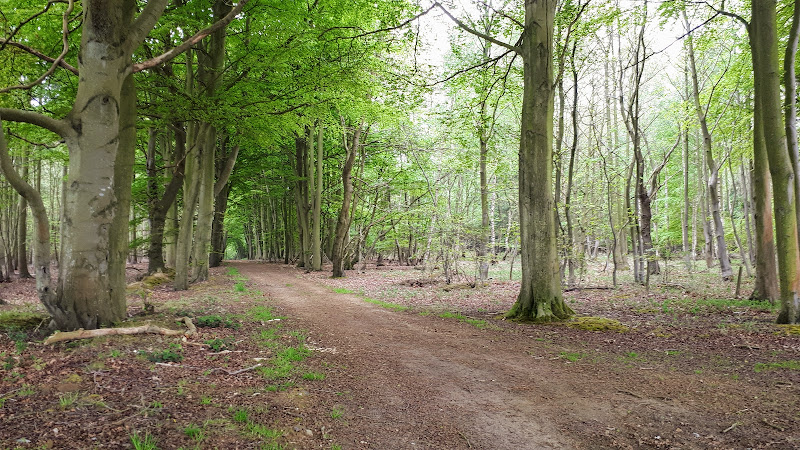 North Walsham woods, site of the Battle of North Walsham