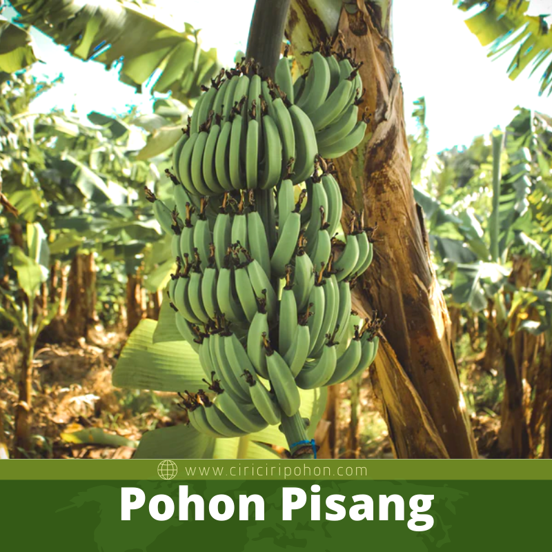 Pohon Pisang