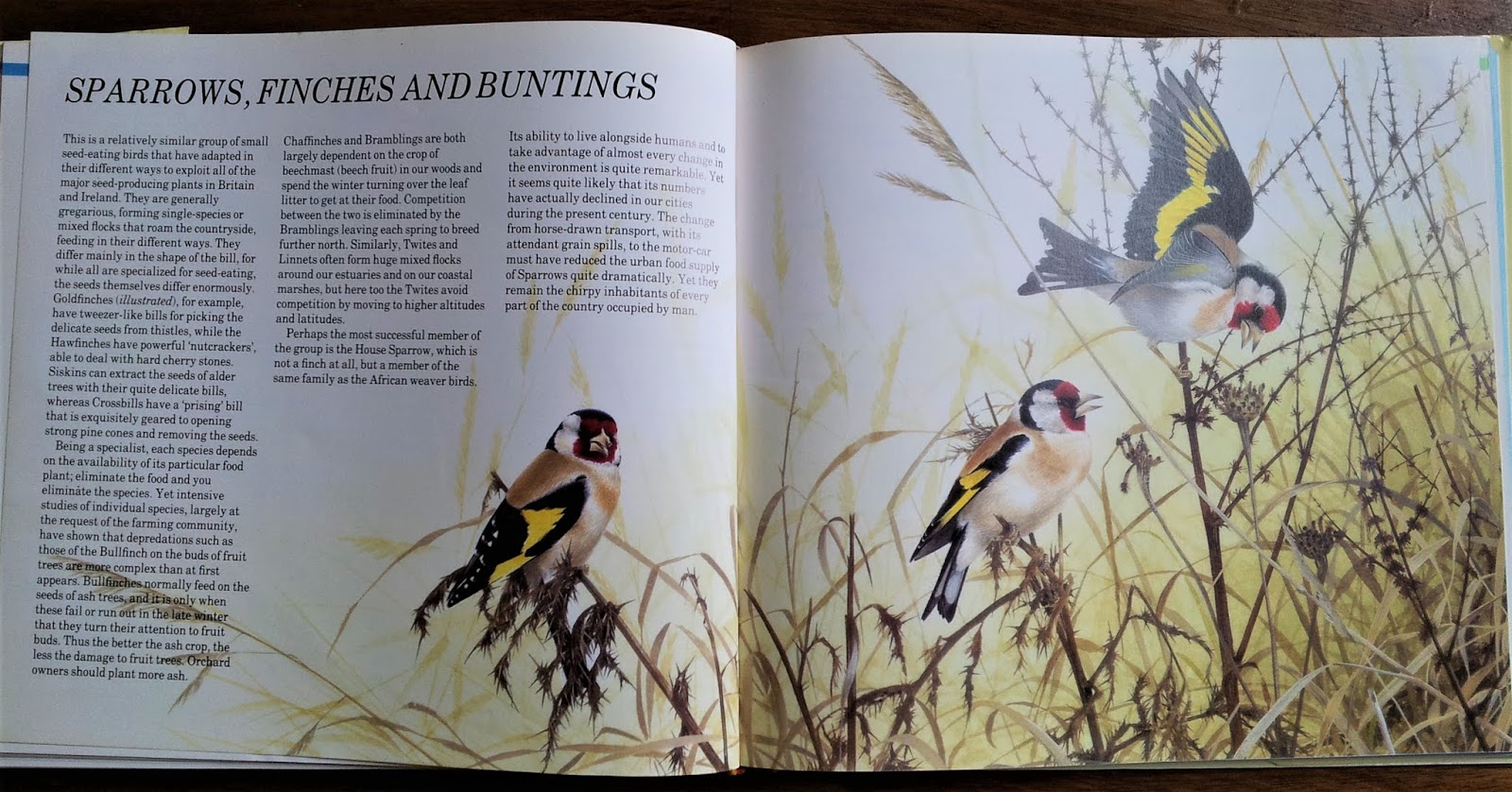 Steve on Hastings: Birds Part I - Sparrows, Finches and Buntings