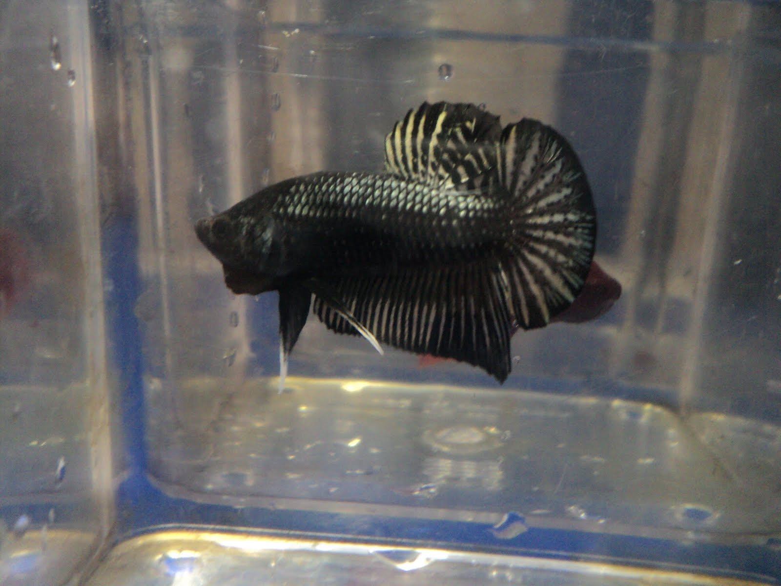 Betta Aquastar HMPK Black Copper Male 3