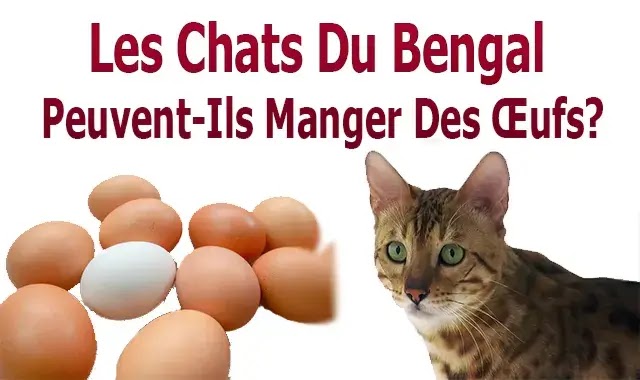 Les Chats Du Bengale Peuvent-Ils Manger Des Œufs?