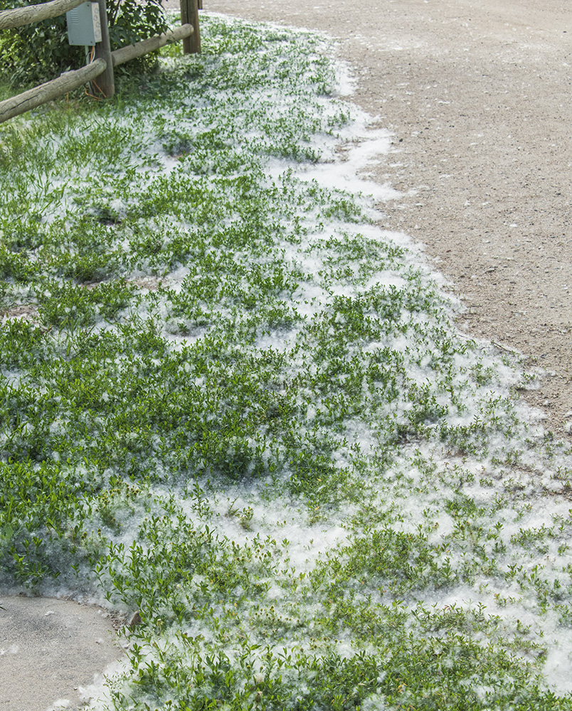 Merikay's Dream Cottonwood Fluff