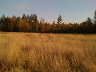 F%25C3%25B6rmiddagspromenad%2Bh%25C3%25B6st%2B%25283%2529 - Förmiddagspromenad i höstsolen