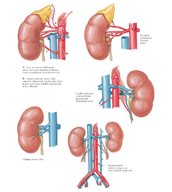 Variations in Renal Artery and Vein Anatomy