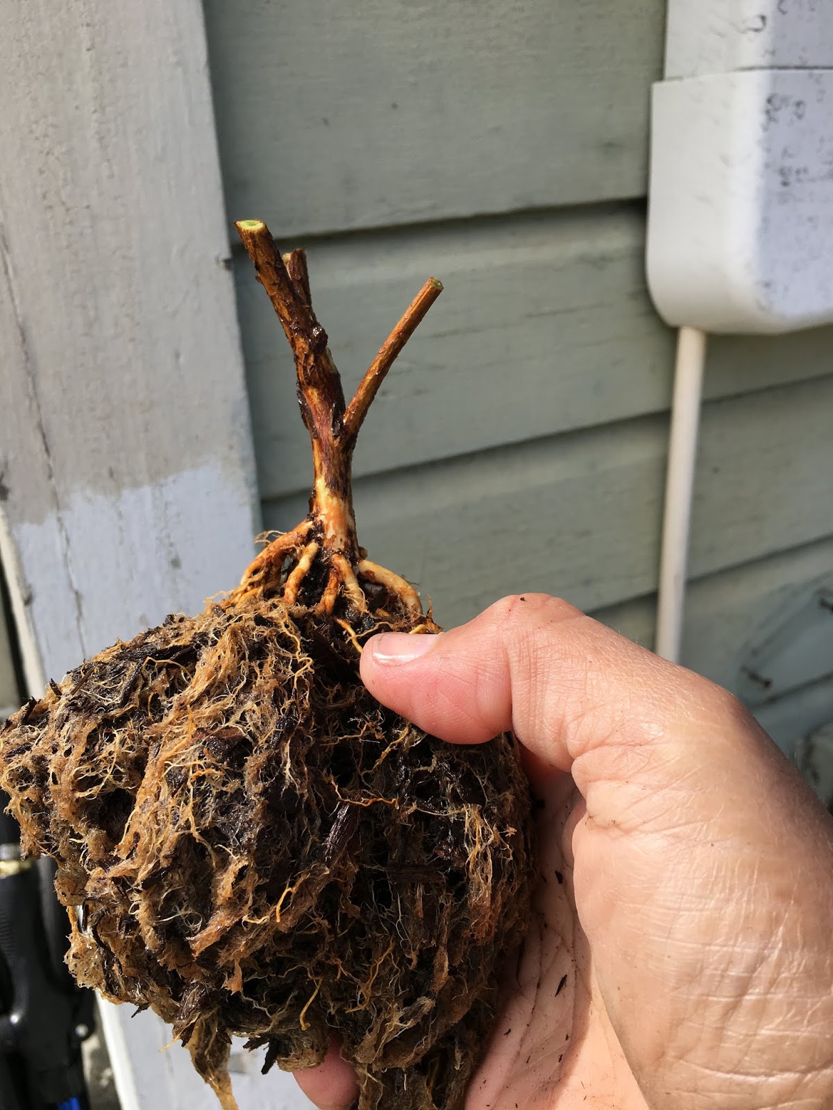 Bonsai Victor: Neagari Azalea - Exposed Root Style Azalea