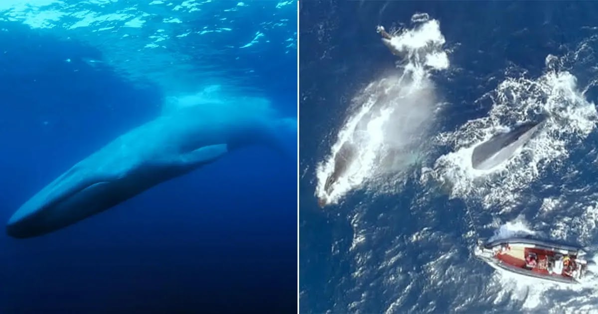 Researchers Are Tracking The World's Loneliest Whale Who Has Been Stranded Alone For Over 30 years