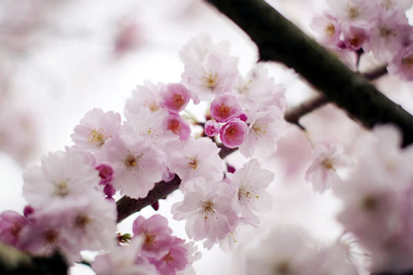 {take me away № 26 | the cherry blossoms of tokyo, japan}
