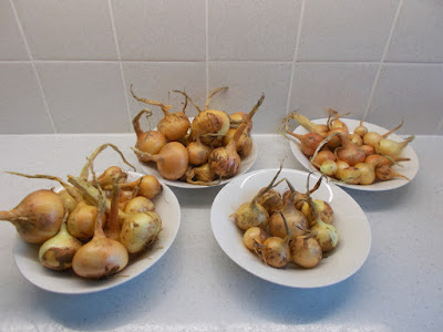 When is best time to plant onions 80 Minute Allotment Green Fingered Blog