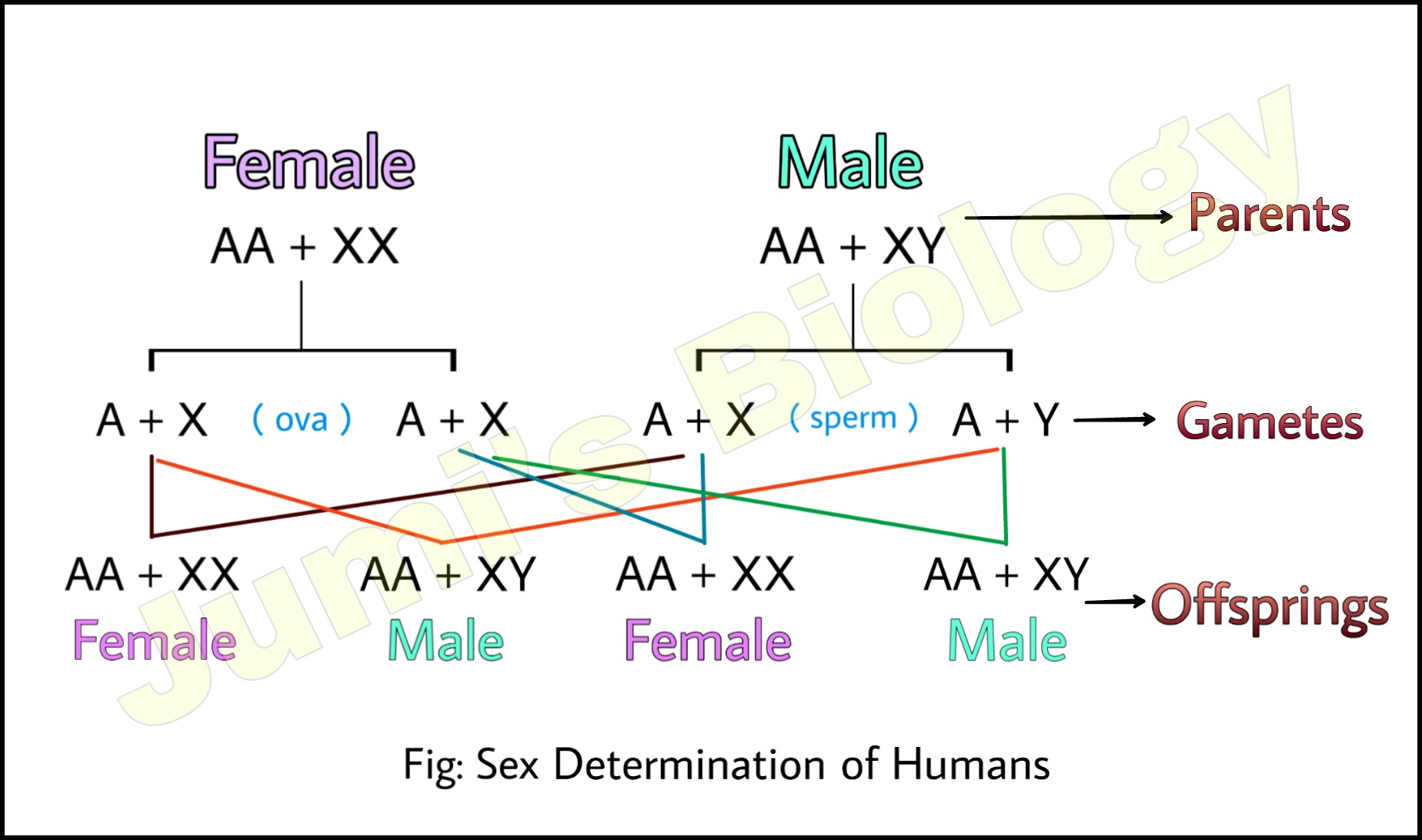 Sex Determination In Humans Xx Xy Type Class 12 Biology