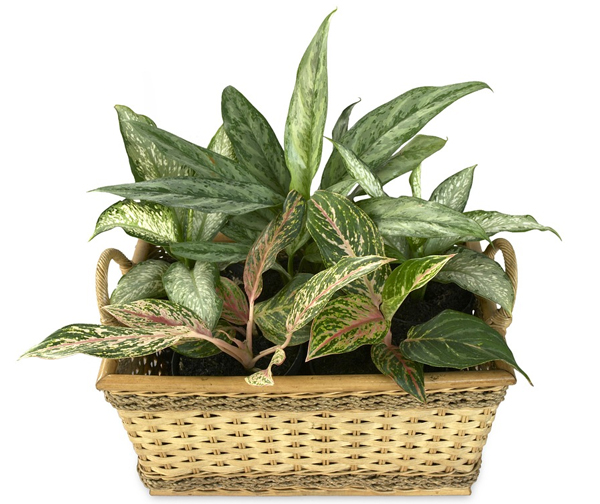 gardening, garden, yard, vegetable patch, why gardening is good for us, aglaonema, Sansevieria trifasciata, snake plant, home, yard, home improvement, air purifier, sansevieria, oxygen, environment, outdoor plants, indoor plants, horticulture, ornamental plants, succulents, garden tools, improve air quality, living room, toilet and bath, mental health, mental wellness, health benefits of gardening, greens, foliage, plantito, plantita, digital lifestyle, physical activity, sunlight, V/itamin D, depression Covid-19, depression, caution exhaustion, healthy body, healthy mind, relaxation, beat stress, culinary herbs, vegetables, stay at home