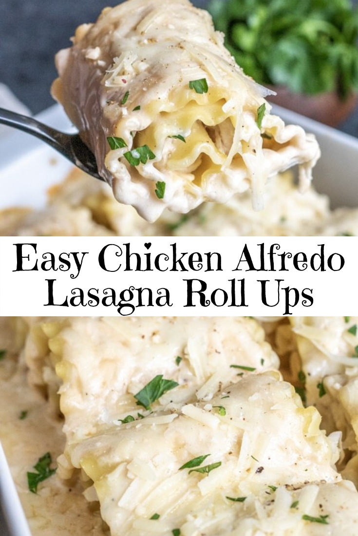 Easy Chicken Alfredo Lasagna Roll Ups Recipe
