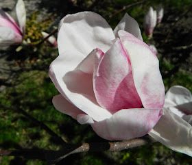 Saucer magnolia Magnolia x soulangeana flower by garden muses-not another Toronto gardening blog