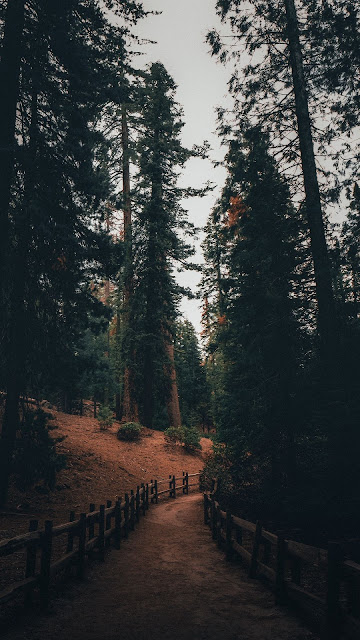 HD wallpaper path, pines, forest, nature HD wallpaper path, pines, forest, nature