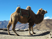 Pesky camels