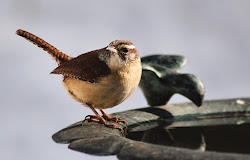 birds wren bird bath fly before tips choosing wild unlimited attract baths rare carolina june