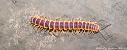 centipede orange colour ghats insects western found