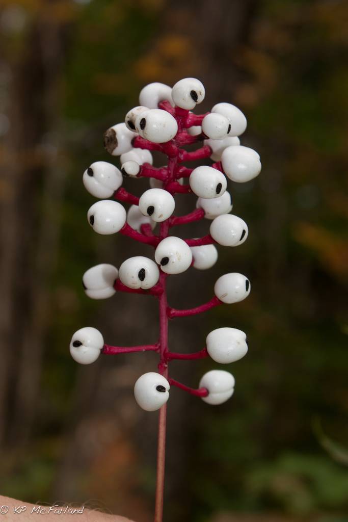 The Doll’s Eyes Plant The Woods Have Eyes Too Kuriositas The Doll’s Eyes Plant The Woods Have Eyes Too Kuriositas